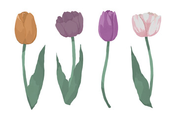 チューリップのイラスト素材２