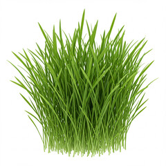 Fototapeta premium green grass isolated on white