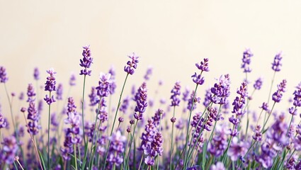 Fototapeta premium Vibrant abstract oil painting, where a field of lavender flowers sways gently, showcasing a mesmerizing dance of color and form.