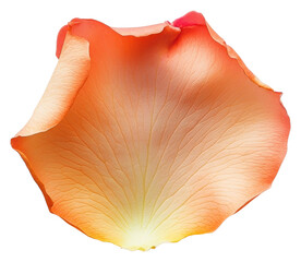 Fototapeta premium PNG Peach rose petal elegant soft delicate.