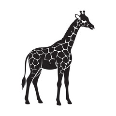 Obraz premium giraffe silhouette, black and white silhouette, vector and&nbsp;illustration
