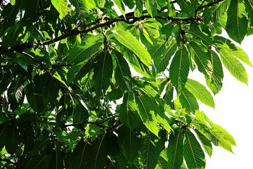 Obraz premium Chestnut Tree Canopy A wide-angle view of a chestnut tree canopy with sunlight filtering through its lush green leaves.