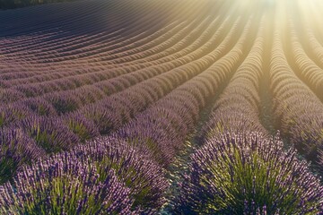 Obraz premium Lavender fields stretch under soft sunlight, creating a serene and beautiful landscape.