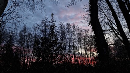 Red sunset in the forest