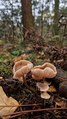 mushrooms in the forest