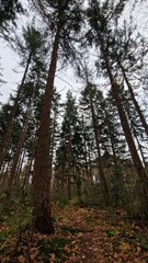 Dark forest in autumn