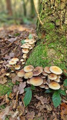 Mushroom in the forest, autumn vibes