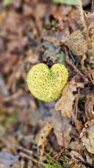Heartshaped mushroom in the forest 