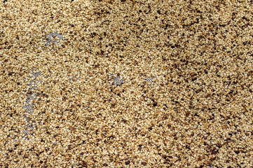 Cofee beans drying, Manizales, Colombia.