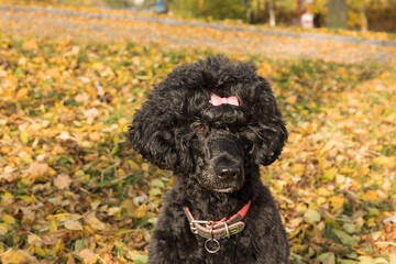 Adorable black water dog with pink bow in autumn leaves, curly coated duck retriever Lagotto romagnolo