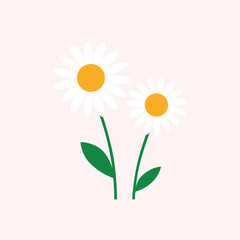  Shasta daisy flower colorful vector on white background. Flower collection