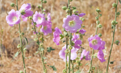 natural plants, natural flowers photos