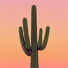 Tall saguaro cactus against a sunset sky.