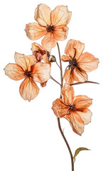PNG Larkspur flower petals art.