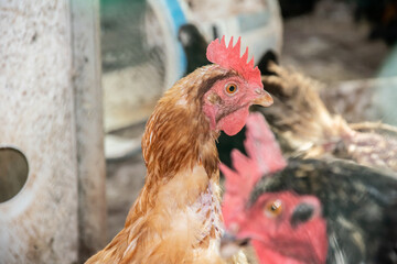 Red comb rooster and hen. Bird flu on Poultry farm. reduction of chicken farming. Bird extermination due to the threat of infection transmission