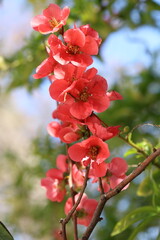 Chaenomeles Japonica (apanese quince) flowers in spring