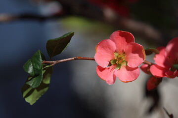 Obraz premium Chaenomeles Japonica (japanese quince) flowers in spring