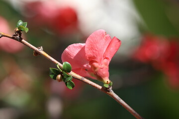 Chaenomeles Japonica (japanese quince) flowers in spring