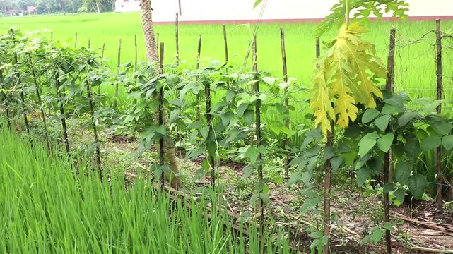 The mini garden is elongated. On the right and left sides are planted with rice plants. There are papaya trees that bear fruit and long bean plants.
