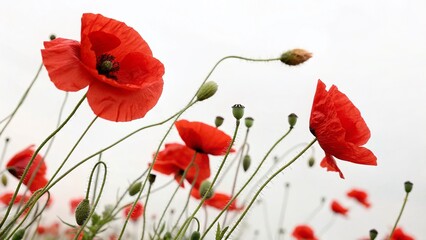 Naklejka premium Watercolor Red Poppies Isolated, Vibrant Floral Art, Botanical Illustration, White Background