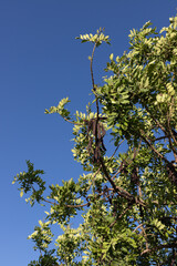 Ripe carob fruit pods on the tree, Ria Formosa, Natural Park, Algarve. Ceratonia siliqua