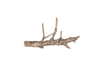 Dry tree twigs branches isolated on white background with clipping path.