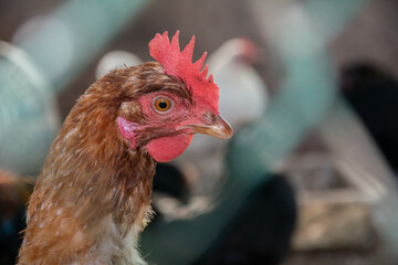 Chicken close up on Poultry farm. Reduction of chicken farming due to spread of bird flu. Bird extermination