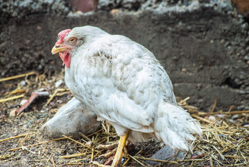 Chicken close up on Poultry farm. Reduction of chicken farming due to spread of bird flu. Bird extermination