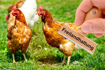 Eine Herde mit freilaufenden Hühnern auf einer Wiese und ein Holzstempel mit Aufdruck Freilandhaltung - FOTOMONTAGE