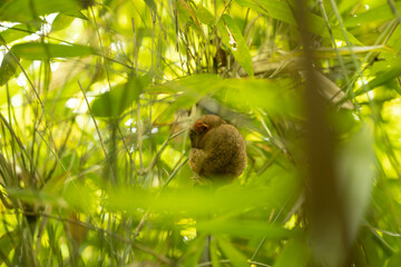 A tarsier clings to a slim bamboo shoot, surrounded by lush green leaves, showcasing its large eyes and small size, embodying tropical wildlife beauty.