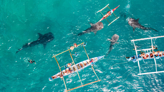 Tourists enjoy an exhilarating experience paddling in close proximity to gentle whale sharks in clear blue waters, combining adventure with marine wonder.