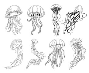 Set of vector hand drawn jellyfish illustration, line drawing sea animal collection © nastyasklyarova