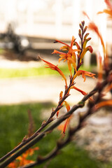 Autumn leaves 
