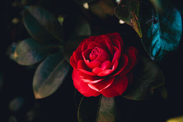 Red rose close-up flower blooming