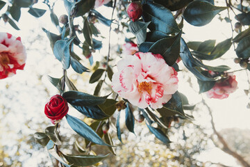 Red and white colorful rose blossom, flower close-up 
