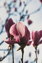 Magnolia tree blooming in spring