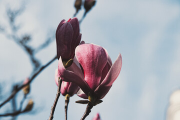 Magnolia tree blooming in spring