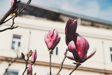 Magnolia tree blooming in spring