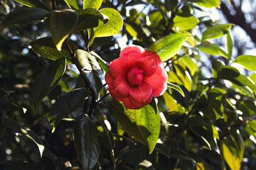 Red rose close-up flower blooming