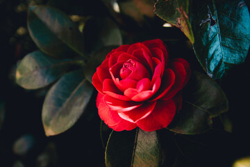 Red rose close-up flower blooming