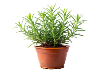 rosemary in a pot clipart image on transparent background