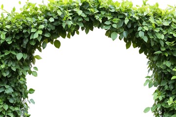 Fototapeta premium Green Arch of Climbing Vines: A Natural Canopy of Leaves on White Background