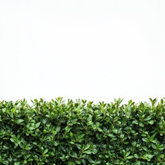 Obraz premium Green Foliage Border with White Background for Design Purposes