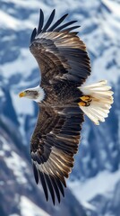 Obraz premium Bald eagle flying high with snowy mountains in the background
