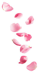 PNG Pink petals floating nature simplicity outdoors.