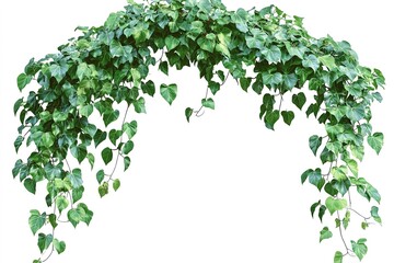 Green Arch of Climbing Vines: A Natural Canopy of Leaves on White Background