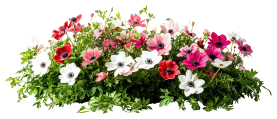 PNG Anemones flowers bush anemone blossoms arrangement.