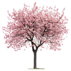 Fototapeta premium PNG Benton cherry tree blossom flowers spring.