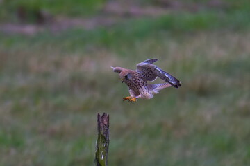 Turmfalke bei der Landung