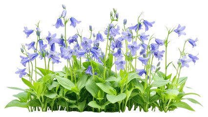 PNG Bluebells flowers bush bellflowers arrangement photography.